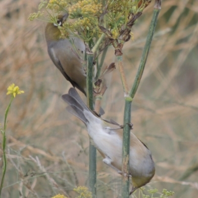 Zosterops lateralis (Silvereye) at Coombs, ACT - 2 Mar 2020 by michaelb