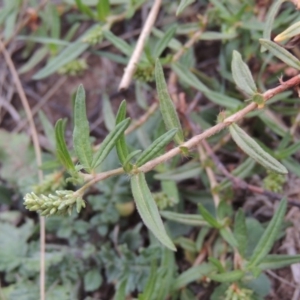 Persicaria prostrata at Coombs, ACT - 2 Mar 2020