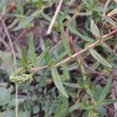 Persicaria prostrata (Creeping Knotweed) at Coombs, ACT - 2 Mar 2020 by MichaelBedingfield