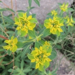 Euphorbia oblongata (Egg-leaf Spurge) at Molonglo River Reserve - 2 Mar 2020 by michaelb