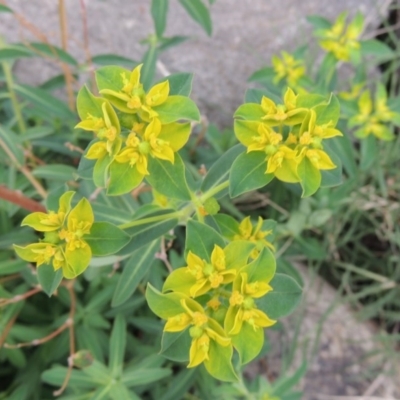 Euphorbia oblongata (Egg-leaf Spurge) at Molonglo Valley, ACT - 2 Mar 2020 by MichaelBedingfield