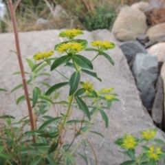 Euphorbia oblongata at Molonglo River Reserve - 2 Mar 2020