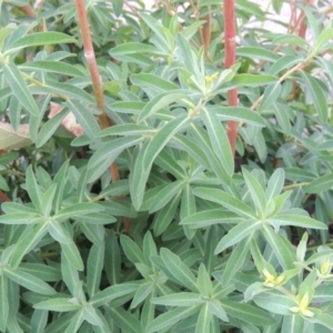 Euphorbia oblongata at Molonglo River Reserve - 2 Mar 2020