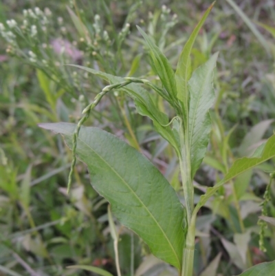 Persicaria hydropiper (Water Pepper) at Molonglo Valley, ACT - 2 Mar 2020 by MichaelBedingfield