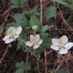 Rubus anglocandicans (Blackberry) at Coombs, ACT - 2 Mar 2020 by michaelb