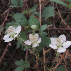Rubus anglocandicans (Blackberry) at Molonglo River Park - 2 Mar 2020 by michaelb