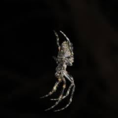 Hortophora sp. (genus) at Guerilla Bay, NSW - 31 Jul 2020 10:15 PM