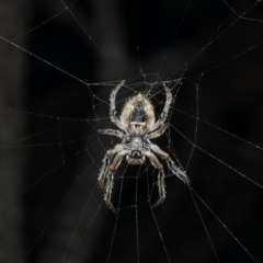 Hortophora sp. (genus) at Guerilla Bay, NSW - 31 Jul 2020 10:15 PM