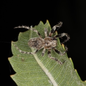 Hortophora sp. (genus) at Guerilla Bay, NSW - 31 Jul 2020