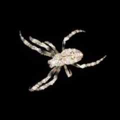 Hortophora sp. (genus) at Guerilla Bay, NSW - 31 Jul 2020 10:15 PM