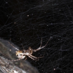 ARANEIDAE at Guerilla Bay, NSW - 31 Jul 2020 by jb2602