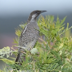 Anthochaera chrysoptera (Little Wattlebird) at Merimbula, NSW - 7 Aug 2020 by Leo