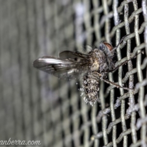 Helina sp. (genus) at Hughes, ACT - 2 Aug 2020