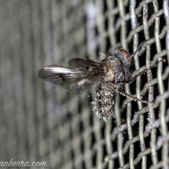 Helina sp. (genus) (Muscid fly) at Hughes, ACT - 2 Aug 2020 by BIrdsinCanberra