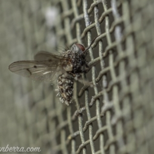 Helina sp. (genus) at Hughes, ACT - 2 Aug 2020