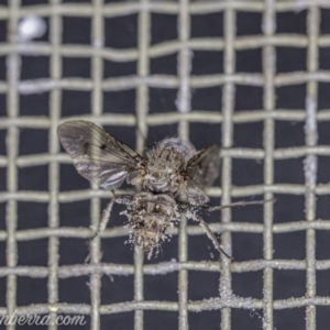 Helina sp. (genus) at Hughes, ACT - 2 Aug 2020