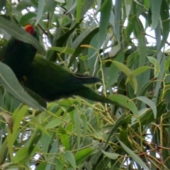 Trichoglossus chlorolepidotus (Scaly-breasted Lorikeet) at Macarthur, ACT - 14 Apr 2020 by RodDeb