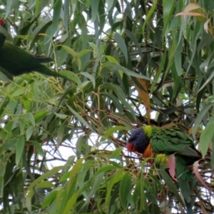 Trichoglossus chlorolepidotus at Macarthur, ACT - 14 Apr 2020