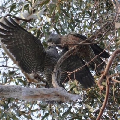 Callocephalon fimbriatum (Gang-gang Cockatoo) at GG101 - 6 Aug 2020 by JackyF