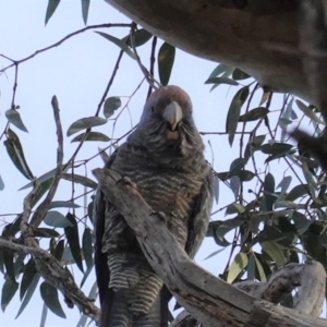 Callocephalon fimbriatum at Hughes, ACT - 6 Aug 2020