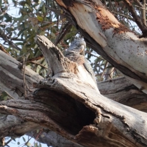 Callocephalon fimbriatum at Hughes, ACT - 6 Aug 2020