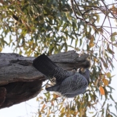 Callocephalon fimbriatum at Hughes, ACT - suppressed