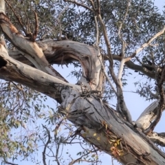 Callocephalon fimbriatum at Hughes, ACT - 6 Aug 2020