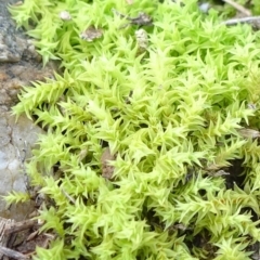 Triquetrella (A trailing moss) at Mulanggari Grasslands - 1 Aug 2020 by JanetRussell