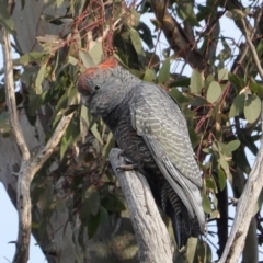 Callocephalon fimbriatum (Gang-gang Cockatoo) at Hughes, ACT - 6 Aug 2020 by JackyF