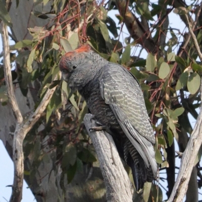 Callocephalon fimbriatum (Gang-gang Cockatoo) at Hughes Grassy Woodland - 6 Aug 2020 by JackyF