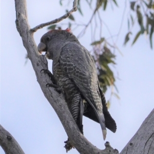 Callocephalon fimbriatum at Hughes, ACT - suppressed