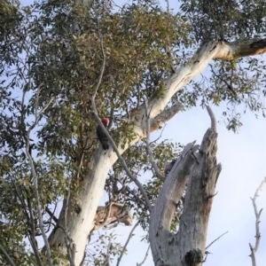 Callocephalon fimbriatum at Hughes, ACT - suppressed