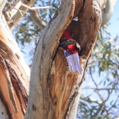 Platycercus elegans (Crimson Rosella) at GG194 - 30 Jul 2020 by JackyF