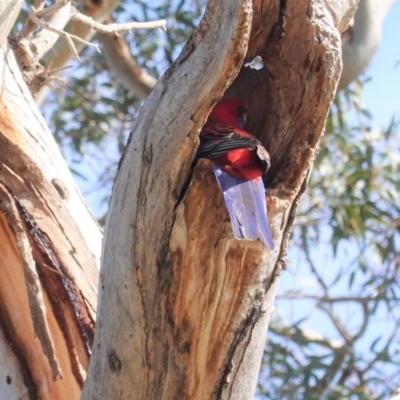 Platycercus elegans (Crimson Rosella) at Hughes Grassy Woodland - 30 Jul 2020 by JackyF