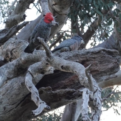 Callocephalon fimbriatum (Gang-gang Cockatoo) at Hughes, ACT - 16 Jul 2020 by JackyF