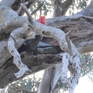 Callocephalon fimbriatum at Hughes, ACT - 16 Jul 2020