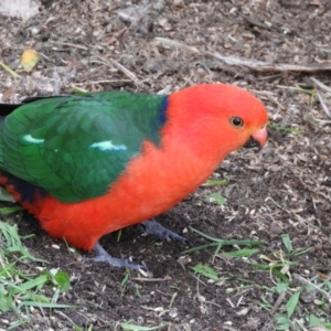 Alisterus scapularis at Kambah, ACT - 6 Aug 2020