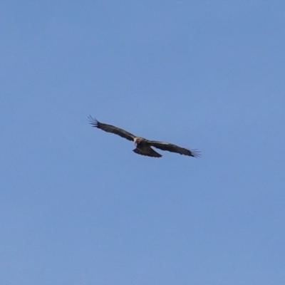 Hieraaetus morphnoides (Little Eagle) at Red Hill Nature Reserve - 2 Aug 2020 by JackyF