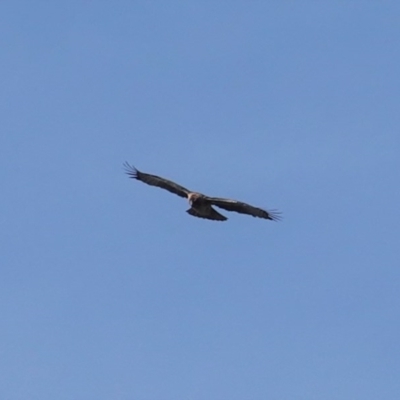 Hieraaetus morphnoides (Little Eagle) by JackyF