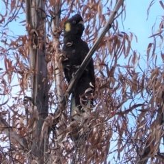 Zanda funerea (Yellow-tailed Black-Cockatoo) at Deakin, ACT - 15 Jul 2020 by JackyF