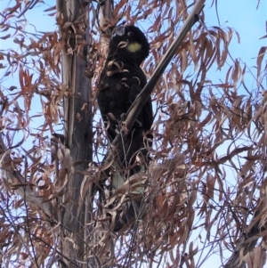 Zanda funerea at Deakin, ACT - 15 Jul 2020