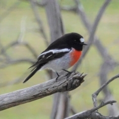 Petroica boodang (Scarlet Robin) at Red Hill Nature Reserve - 15 Jul 2020 by JackyF
