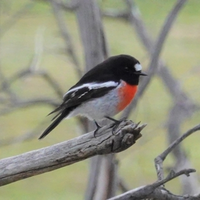 Petroica boodang (Scarlet Robin) at Deakin, ACT - 15 Jul 2020 by JackyF