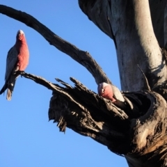 Eolophus roseicapilla (Galah) at Hughes, ACT - 29 Jul 2020 by JackyF