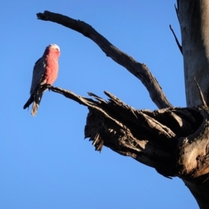 Eolophus roseicapilla at Hughes, ACT - 29 Jul 2020