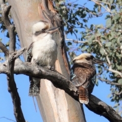 Dacelo novaeguineae (Laughing Kookaburra) at Deakin, ACT - 10 Jul 2020 by JackyF