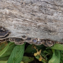 Trametes versicolor (Turkey Tail) at Deakin, ACT - 6 Jul 2020 by JackyF