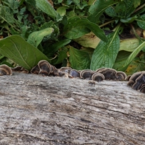 Trametes versicolor at Deakin, ACT - 6 Jul 2020