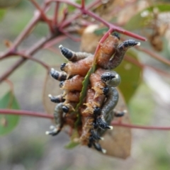 Pergagrapta sp. (genus) (A sawfly) at Deakin, ACT - 15 Jul 2020 by JackyF