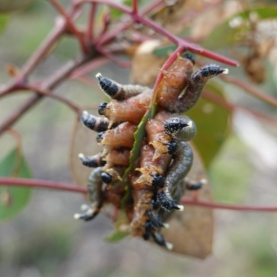 Pergagrapta sp. (genus) (A sawfly) at Deakin, ACT - 15 Jul 2020 by JackyF